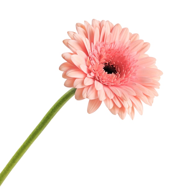 Pink gerbera daisy flower with stem isolated on a white background.