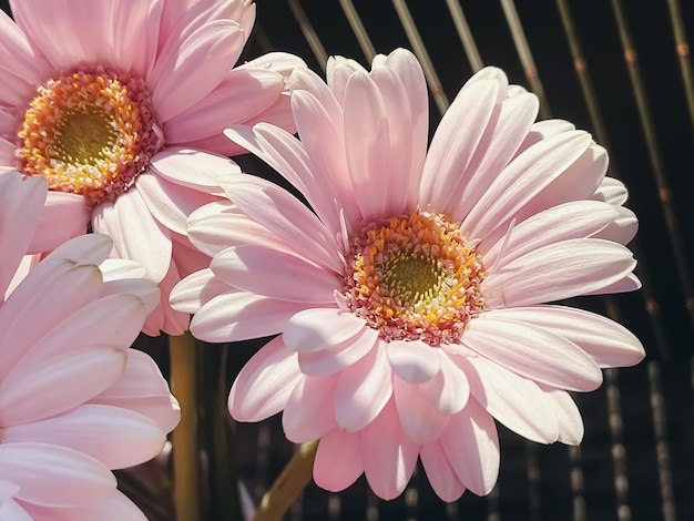 ピンクのガーベラのデイジーの花と晴れた空の春の自然の概念