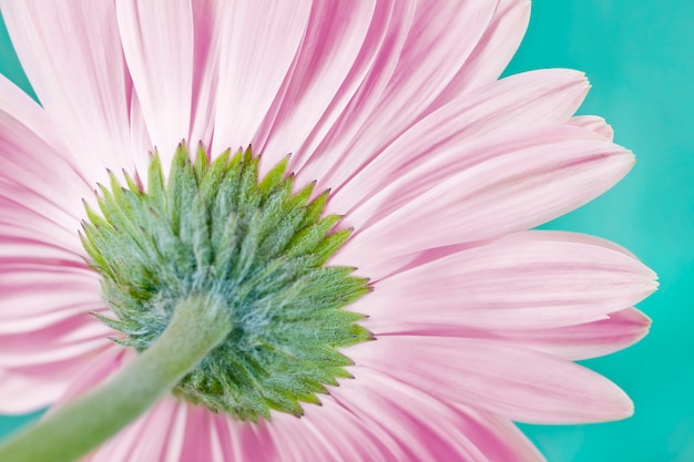 Pink gerbera daisy