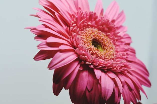 Pink Gerbera daisy