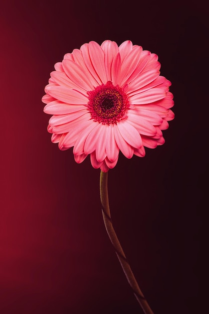 Pink gerbera flower on a black background with color highlights