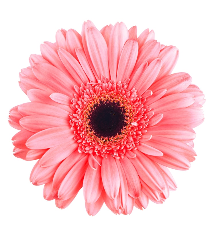 Photo pink gerbera flower isolated on white