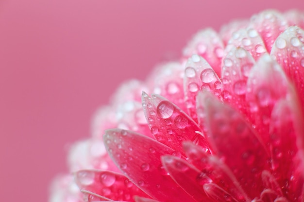 Pink Gerbera flower petals with drops of water macro on flower beautiful abstract background