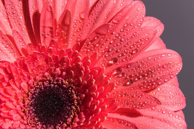 Pink gerbera flower petals with many tiny water droplets. Macro shot of a bud close-up.