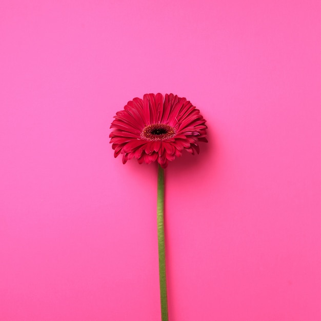 Fiore rosa gerbera su incisivo sfondo pastello. ritaglio quadrato con copia spazio.