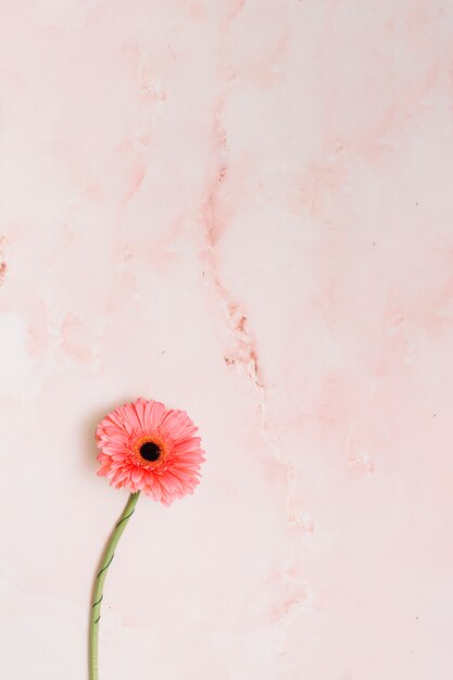 Pink gerbera flower on table 