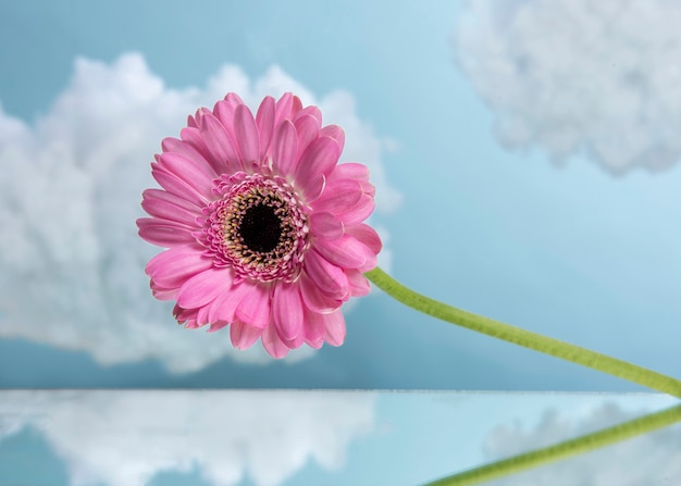 Foto fiore di gerbera rosa con nuvole