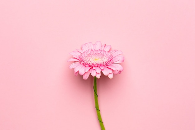 Pink gerbera flower