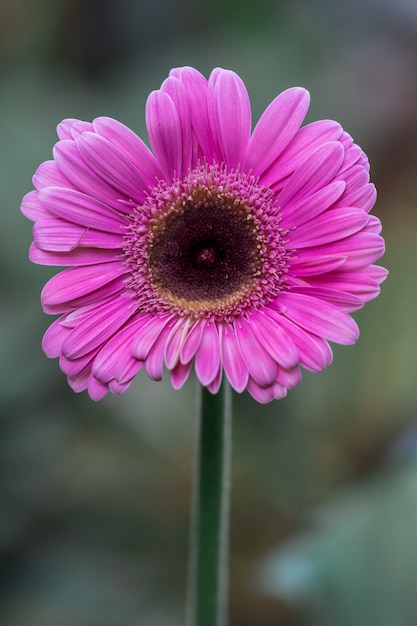 Pink gerbera flower