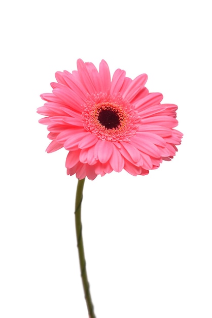 Pink gerbera head flower isolated on white background Flat lay top view