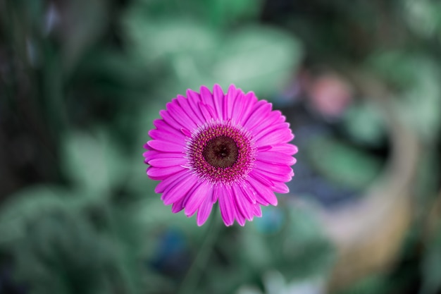 Gerbera rosa