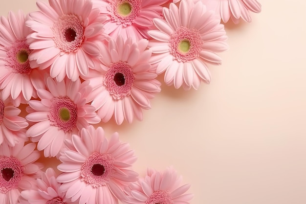 Pink gerberas on pink background Copy space top view flat lay