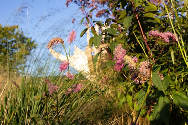 ピンクの草の花の背景写真9月の晴れた夜