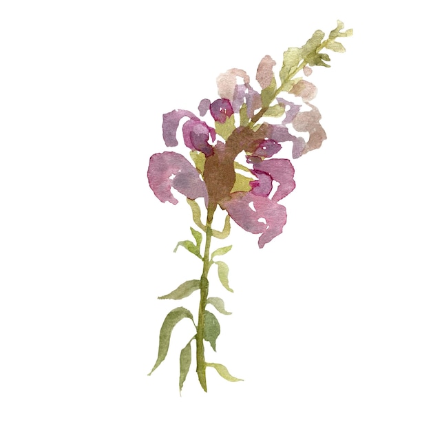 A pink and green snapdragon watercolor illustration . Simple.