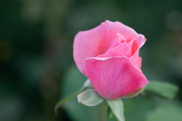 Foto rosa rosa crescente. germoglio non aperto