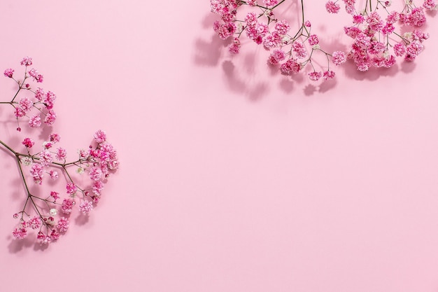 Pink Gypsophila flower o