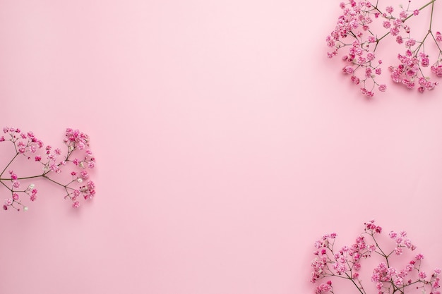 Pink Gypsophila flower