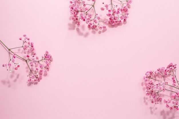 Pink Gypsophila flower