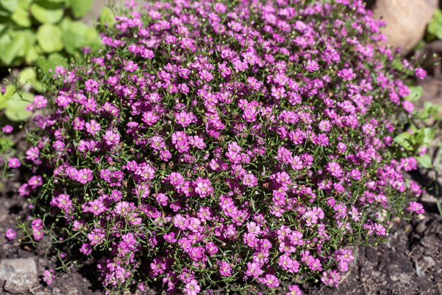 Foto fiori rosa gypsophila sullo sfondo del giardino