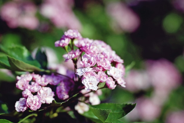 Pink hawthorn flowers on a bush