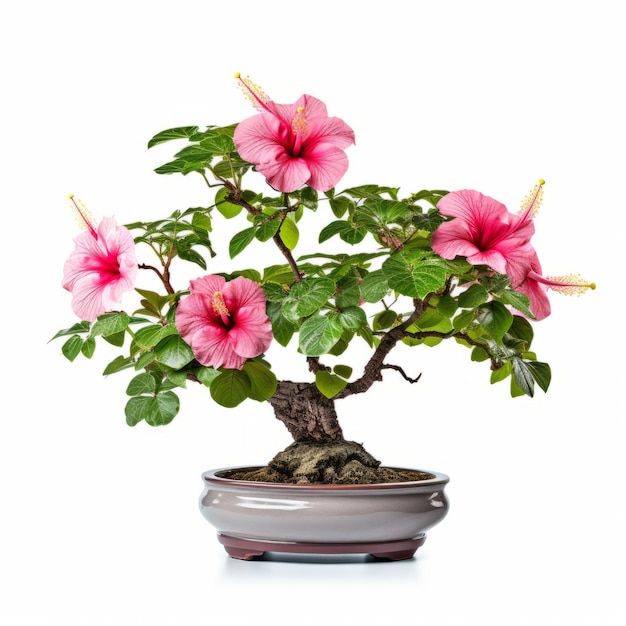 Foto albero dei bonsai di ibisco rosa isolato su sfondo bianco