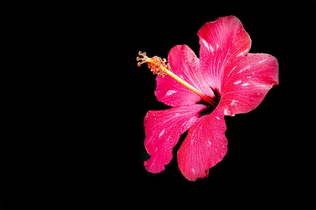 Pink hibiscus flower on black surface.