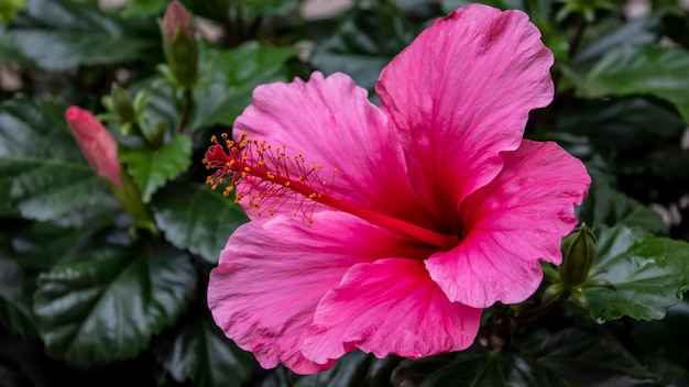 庭に咲くピンクのハイビスカスの花。