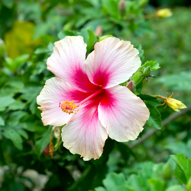 庭のピンクのハイビスカスの花