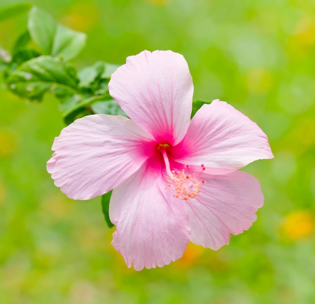 Розовый цветок гибискуса в саду