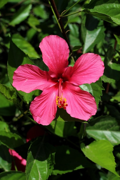 庭のピンクのハイビスカスの花