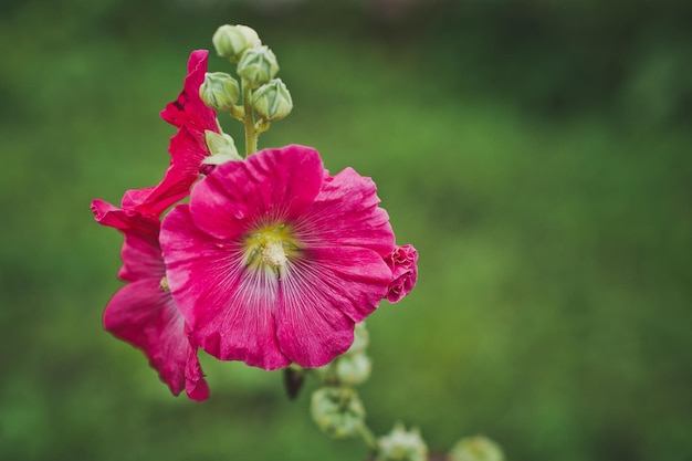 夏の庭のピンクのハイビスカスの花 6282