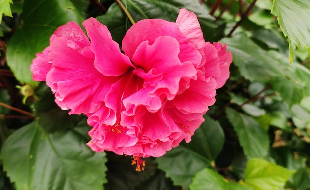 A pink hibiscus flower with a green background