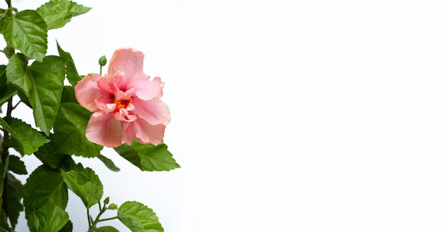 Pink hibiscus flower with green leaves