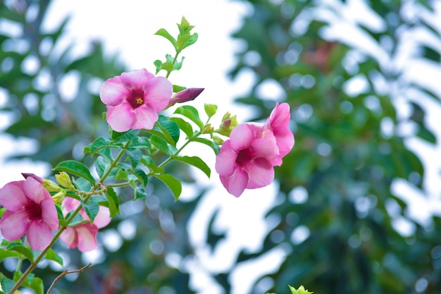 Pink Hibiscus Flower