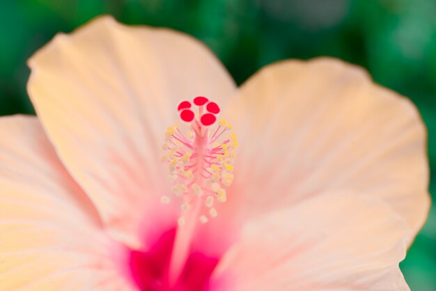 ピンクのハイビスカスの花