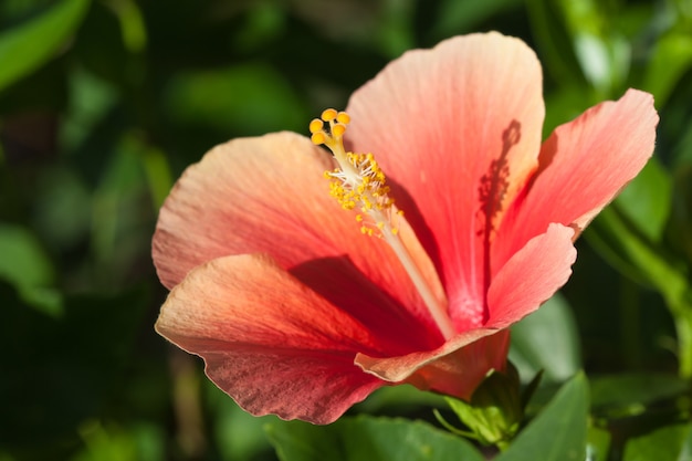 ピンクのハイビスカスの花