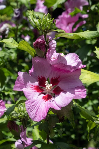 イーストグリンステッドで開花するピンクのハイビスカス