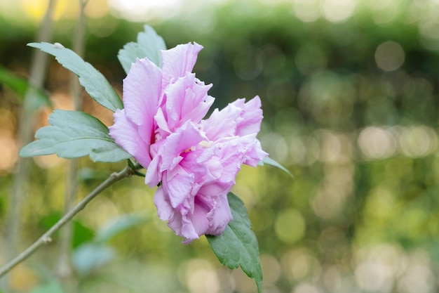 Pink hibiscus flowers in a beautiful garden