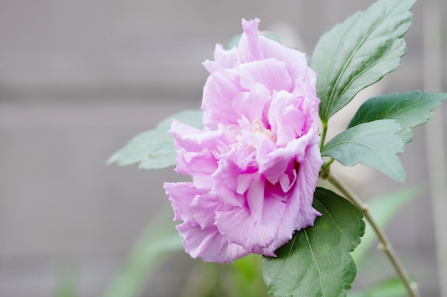 Pink hibiscus flowers in a beautiful garden