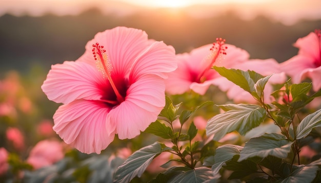 Photo pink hibiscus flowers in front of a sunset