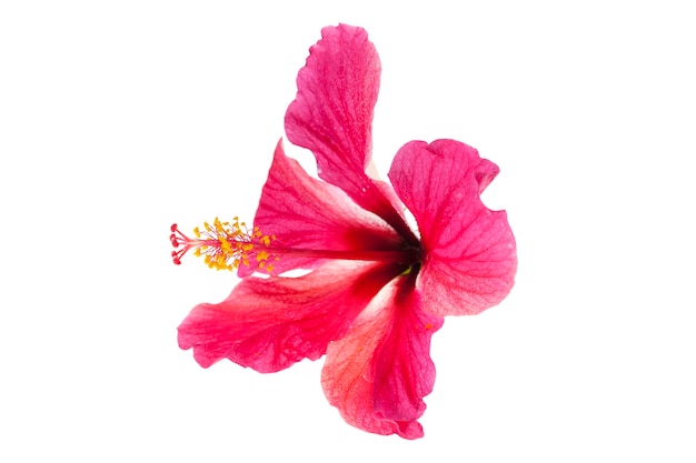 Pink hibiscus flowers on white background.