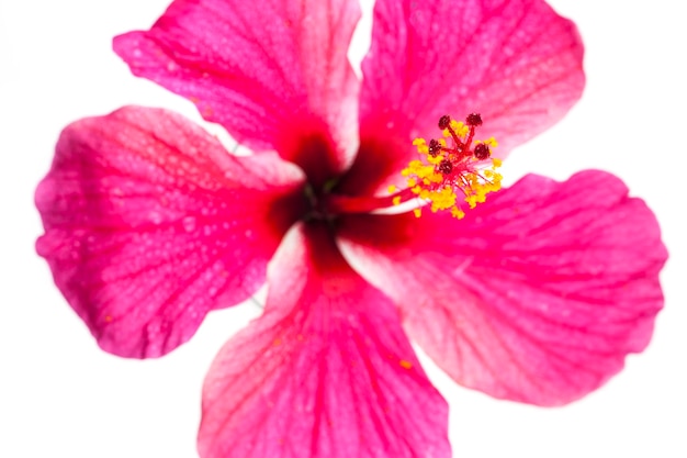 Pink hibiscus flowers on white background.