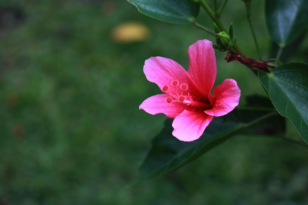 Pink Hibiscus Fragilis Flowers