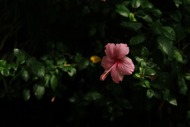 짙은 녹색 배경에 분홍색 히비스커스 히비스커스 rosa sinensis