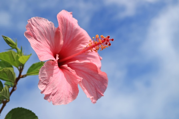 Pink Hibiscus in the sunlight against blue and cloudy sky 