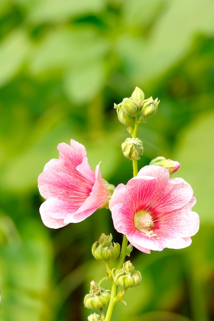 ピンクのホーリーホックの花Alcea rosea