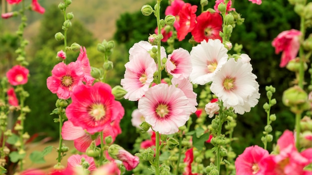 Le malvarosa rosa fioriscono in un giardino.