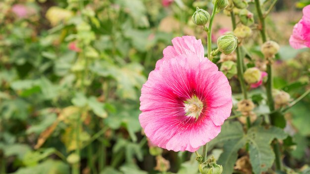 Pink Hollyhocks flower in a garden.