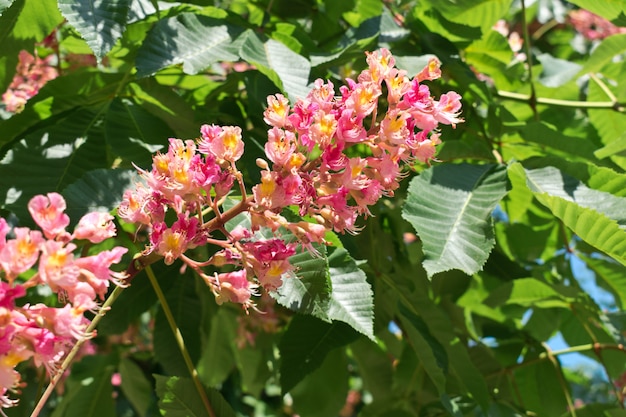 Pink horse chestnut flowers 