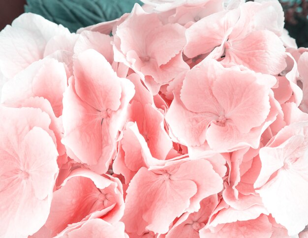 Pink hortensia flowers closeup texture greeting card